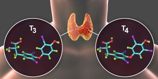 T4 and T3: What Are They, and Where Do They Come From?