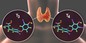 T4 and T3: What Are They, and Where Do They Come From?