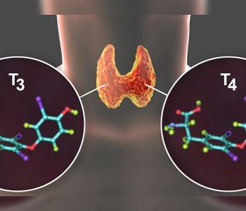 T4 and T3, what is it and where does it come from?