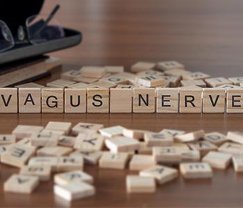 The Vagus Nerve Reset: 5 Daily Rituals to Signal "Safety" to Your Body The Vagus Nerve Reset: 5 Daily Rituals to Signal "Safety" to Your Body